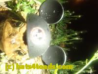 /home//u458753944/public_html/sourcegallery/////Roxborough Toad Detour/2023/2023-04-06/P4060710.JPG